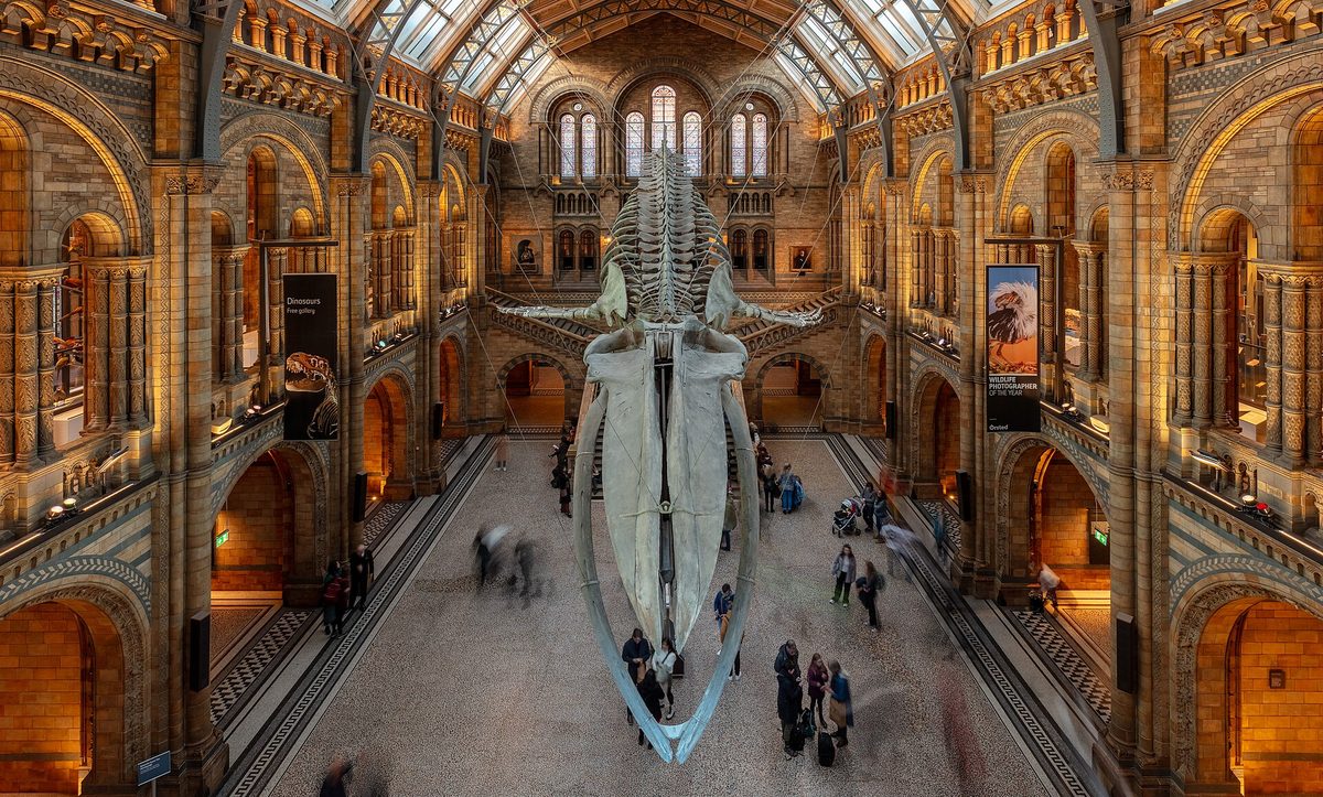 The dinosaur skeleton in the Natural History Museum London, a top free family stop on an England trip